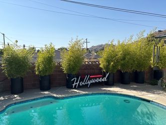 BAMBOO PLANTS IN HEAVEY DUTY PLASTIC BARRELS