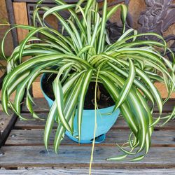 Spider plant 