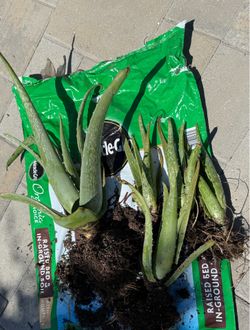 Aloe Vera Plants FREE FREE
