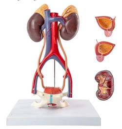 Urinary System Model Medical Science Human Anatomical Model Bladder Kidney