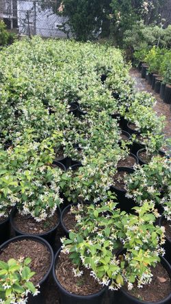 Star Jasmine Bush