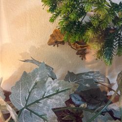 Crested Gecko And Tank