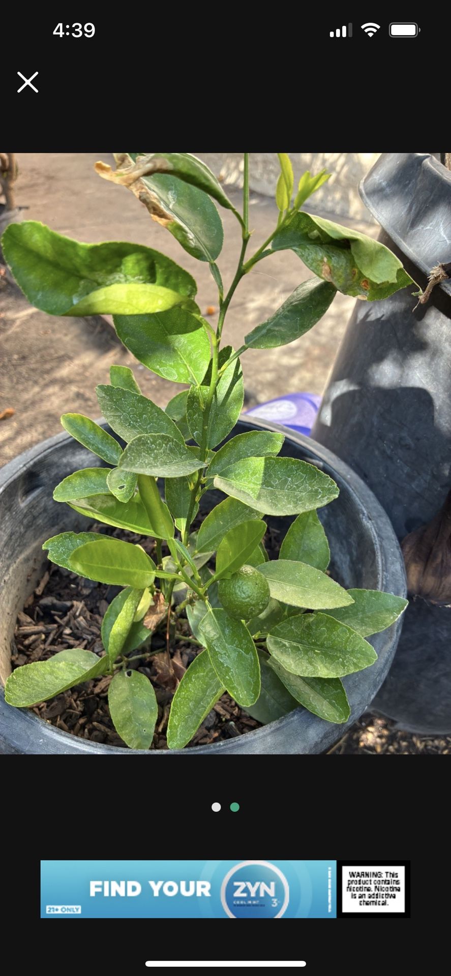 Mexican Lime Tree