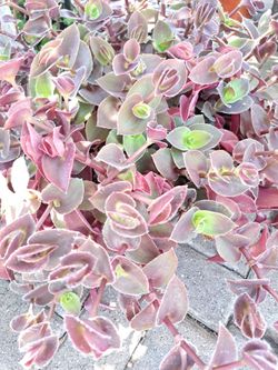 Plantas