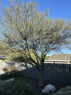 Palo Verde