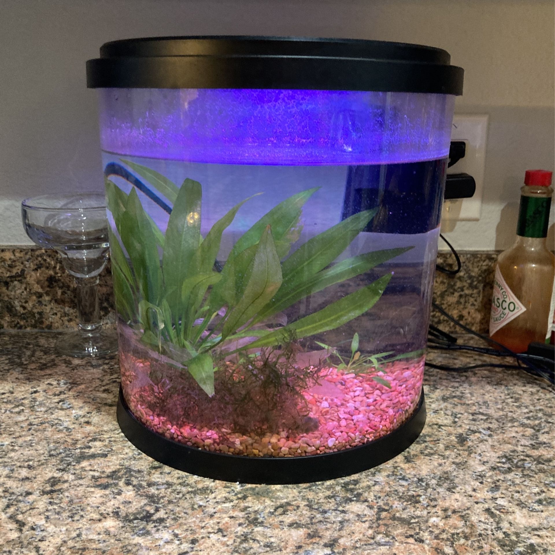 5 Gallon Fish Tank