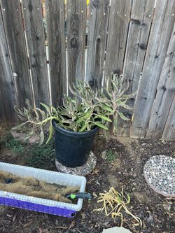 Mother Of Dragons Succulent