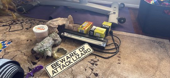 Bearded dragon bundle