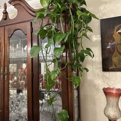 Large Plant Very Healthy And Fresh 