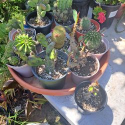 Cactus Y Suculentas 