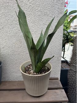 Moonshine snake plant