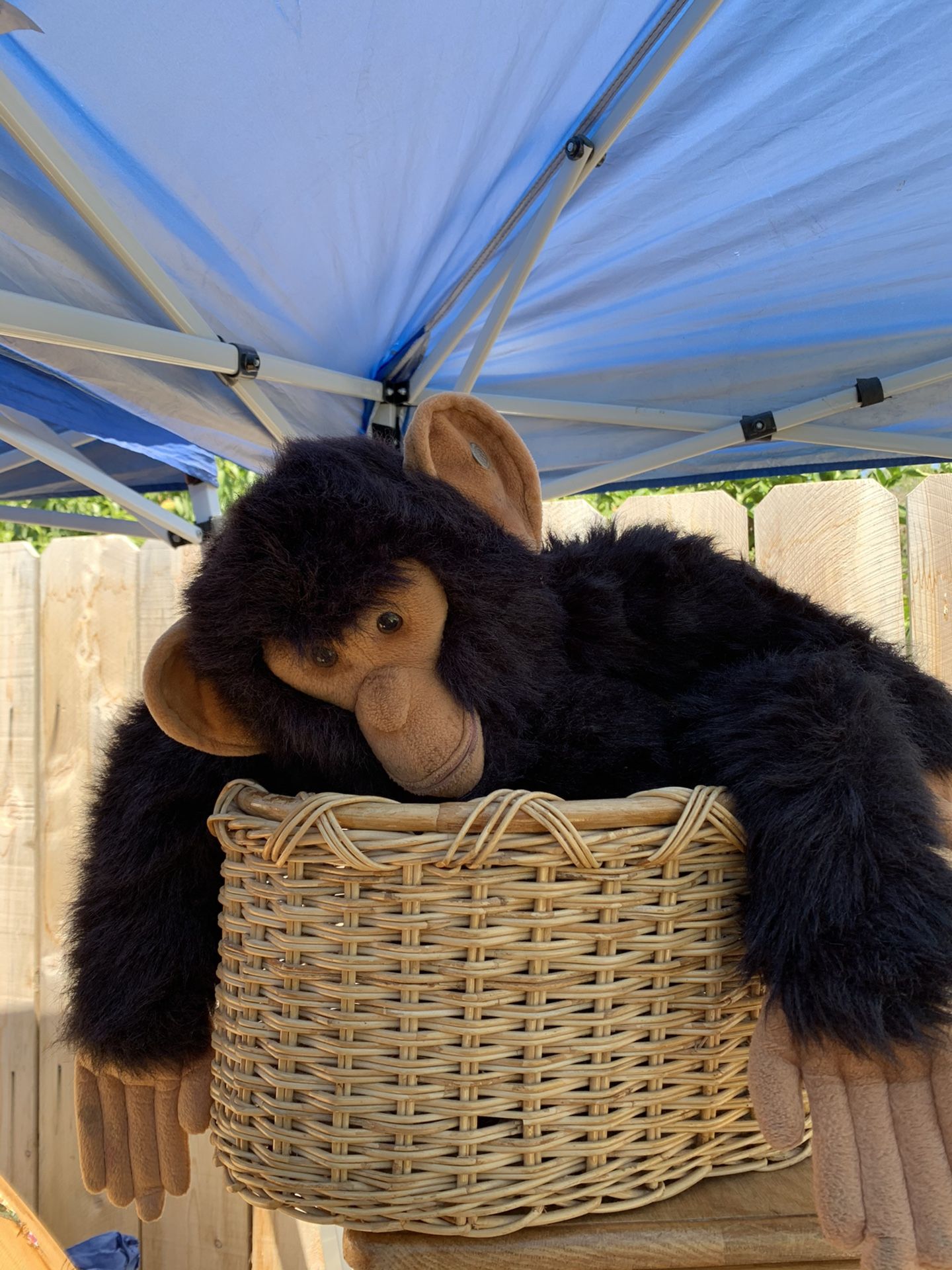 Monkey in basket