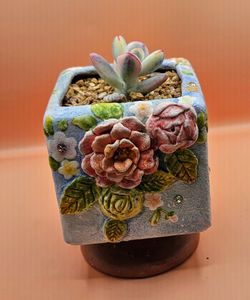 Cotyledon Orbiculata CV Variegated Rare Korean Import Succulent 