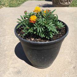 Gorgeous Marigolds Potted 