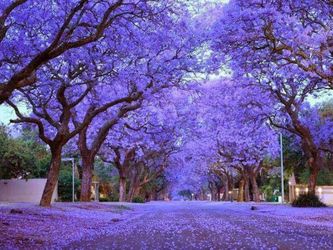 Jacaranda Tree Purple Flowers
