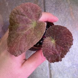 Begonia longiciliata ‘red’