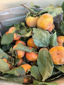 Persimmons 