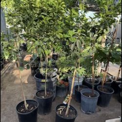 Fukushu Kumquat Trees 4 1/2 The Tall $60 Each Price Firm