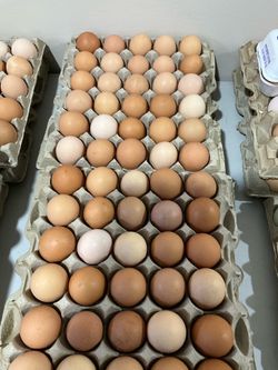 Eggs, fresh and organic