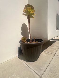 Free Aeonium succulent & plastic pot