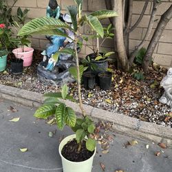 Loquat Tree