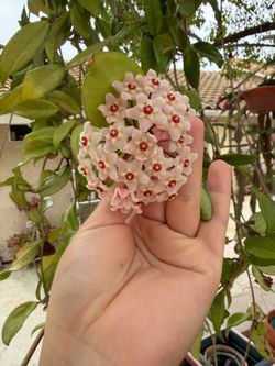 Hoya