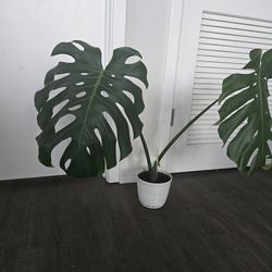 Monstera Deliciosa