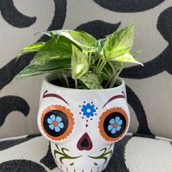 Pothos Marble Queen With Pot