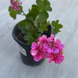 Ivy Geranium