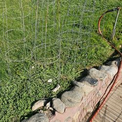 Tomato Cages