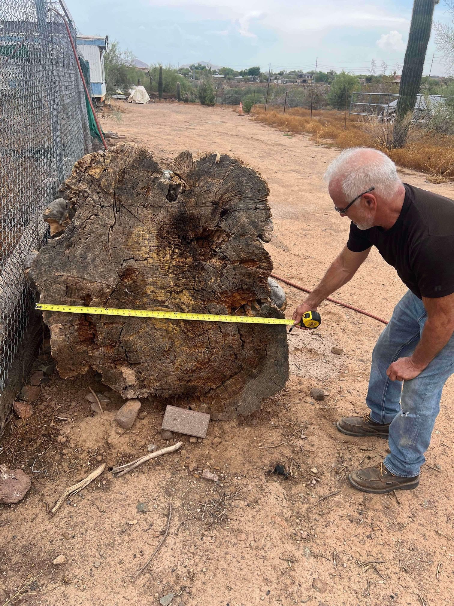 We have 3 HUGE tree logs/stumps for sale