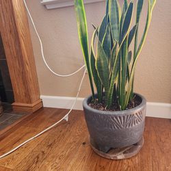 Real  Big Snake Plant With A Beautiful Pot 