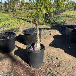 Queen Palm