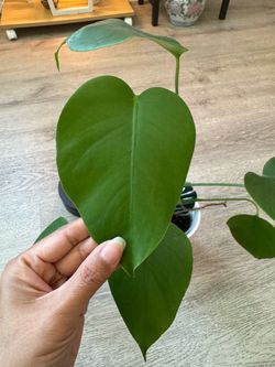 Monstera Sierrana Hawaiian form