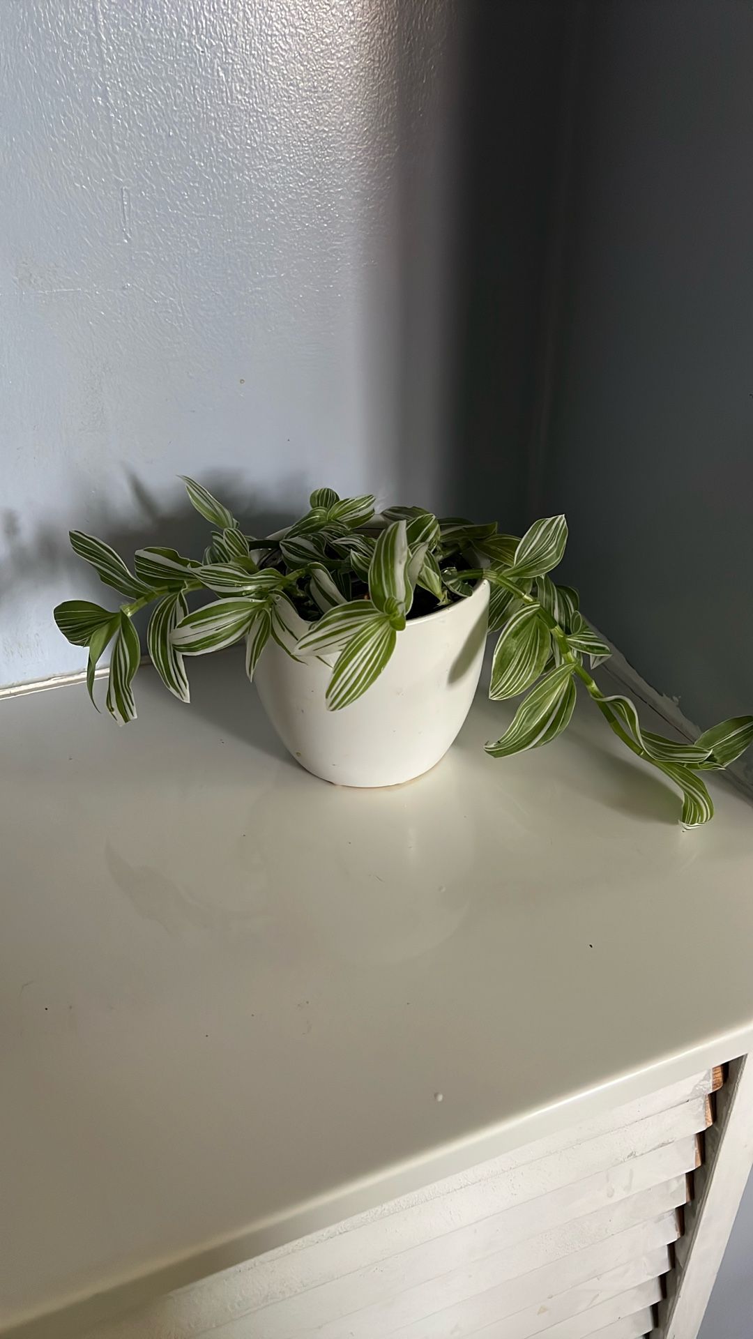 Live Houseplant Tradescantia Zebrina in 4.5” White Ceramic Pot