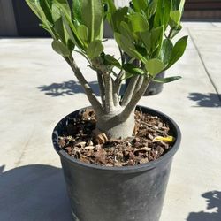 Adenium Arabicum (Desert Rose) Thick Caudex Bonsai