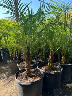 Pygmy date Palm trees