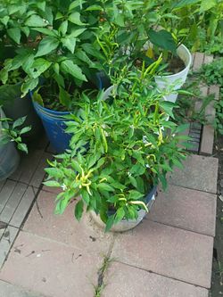 Matas de chiles serrano jalapeño chiles pikin chilpeper chiles de campana