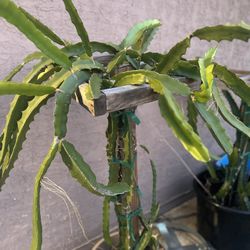 Dragon Fruit Cuttings