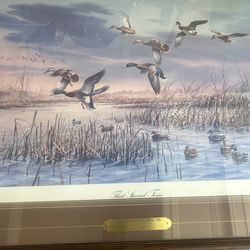 Ducks 🦆 unlimited picture 1(contact info removed)