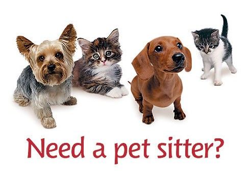 Dog Sitting