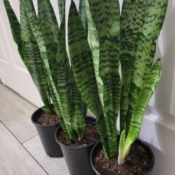 🌿Healthy Live Air Purifying Houseplant Mother In Law Tongue Or Snake Plant 29"-32"Tall In Pot 7" ~ Easy To Grow ~  $20/Ea