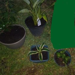 4 Potted Plants