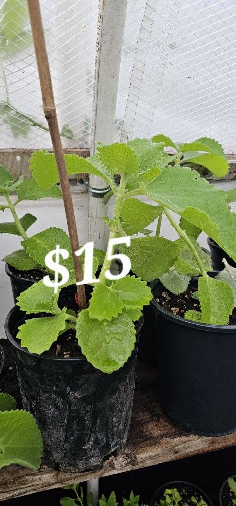 Oregano Orejon