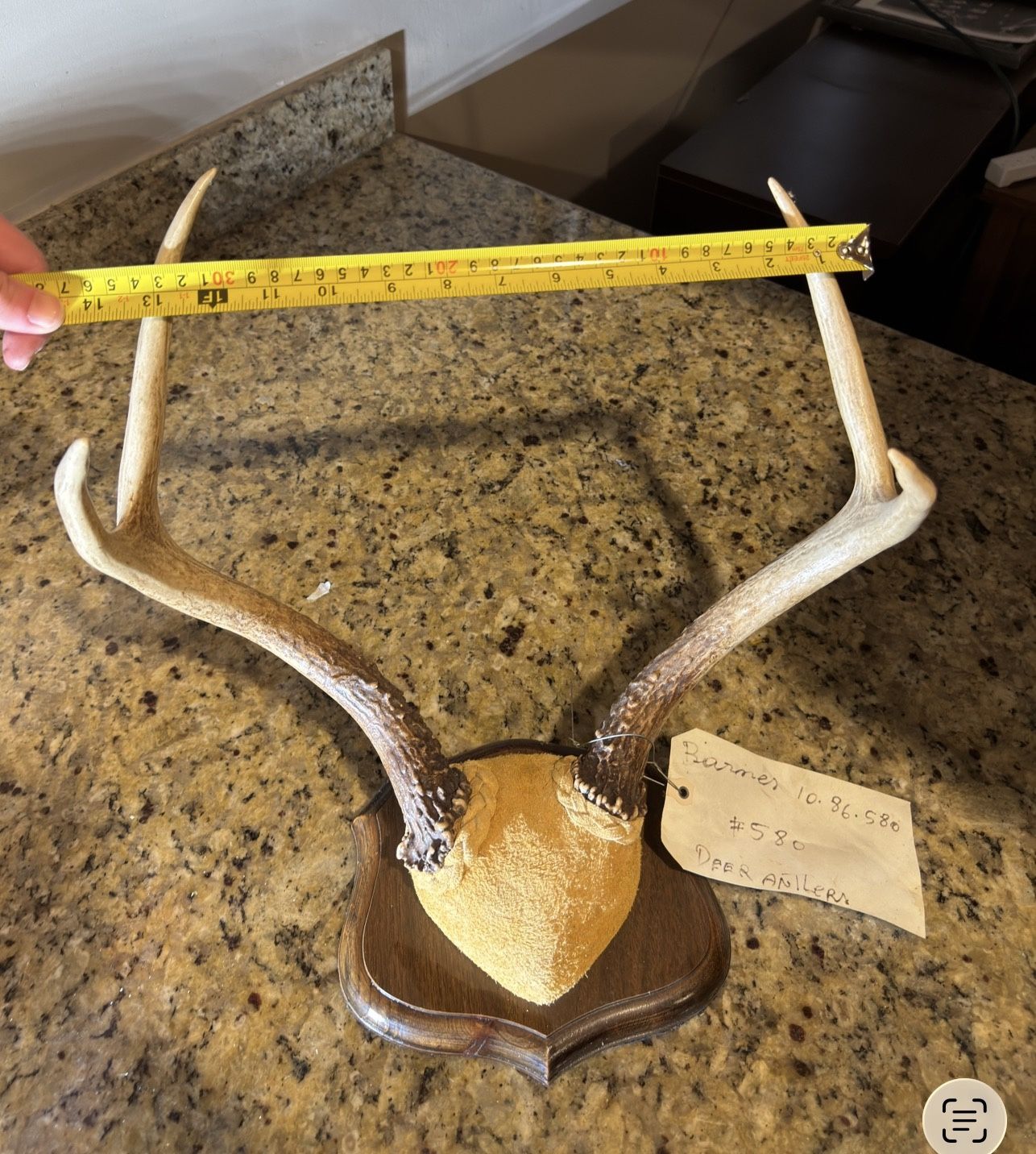 5 Deer Antler Plaque Mounts Lot