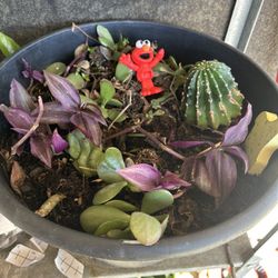 succulent and other propagation pot