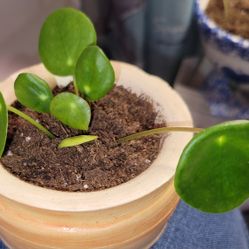 Chinese Money Plant *with* Pot