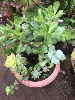 Assorted plants