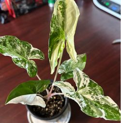 Variegated Syngonium Potted Houseplant in 4” pot