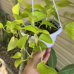 Pretty Hanging Basket Filled With Neon Pothos